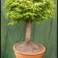 بنسای افرا|گل و گیاه طبیعی|تهران, استاد معین|دیوار