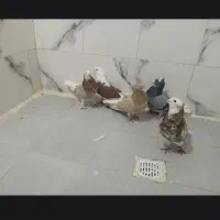 کبوتر پرشی|پرنده|مهربان, |دیوار