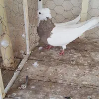 طوقی سرکه ای