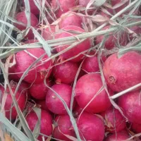 انار‌شهرضا