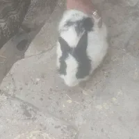 خرگوش|موش و خرگوش|بوشهر, |دیوار