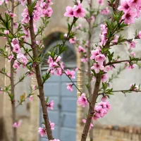 استخدام در رستوران