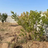 ۲۵۰ متر چهار دیواری  باغ و باغچه انشعبات تکبرگ|فروش زمین و ملک کلنگی|وحیدیه, |دیوار