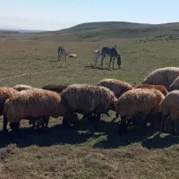 دوتا قوره خر|حیوانات مزرعه|اردبیل, |دیوار