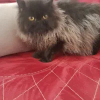 واگذاری گربه|گربه|رودهن, |دیوار