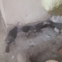 بوقلمون و اردک