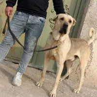 سگ‌پژدر جفت گیری