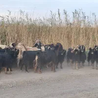 فروش بز جوان|حیوانات مزرعه|جوادآباد, |دیوار