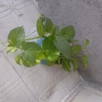 گل آپارتمانی