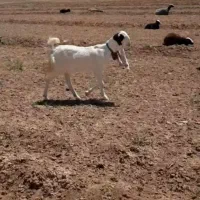 کانال خرید و فروش دام کردستان در روبیکا