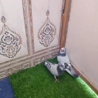 کفتر