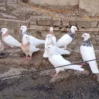 کفتر فروشی طوقی