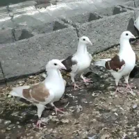 کبوتر جفت دوکت آلمانی