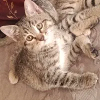 واگذاری به خانوم ها حیوان دوست فقط.۳ ماه ماده دستی