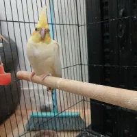 عروس هلندی فروشی