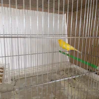 قناری|پرنده|ایلام, |دیوار