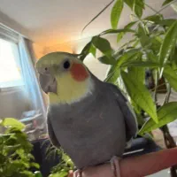 عروس هلندی نر سخنگو و دستی