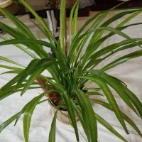 گل کاکتوس، گندمی، یخی|گل و گیاه طبیعی|شاهین‌شهر, شهرک ردانی پور|دیوار