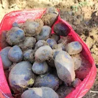 سیب زمینی بنفش|خوردنی و آشامیدنی|قیدار, |دیوار