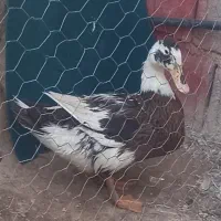 اردک|حیوانات مزرعه|وحدتیه, |دیوار