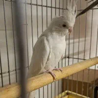 عروس البینو  ماده