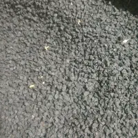 دانه پیاز محلی طارم|گل و گیاه طبیعی|چورزق, |دیوار