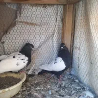 کفتر سینه دم سیاه|پرنده|قم, دانشگاه قم|دیوار