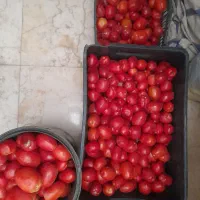 گوجه