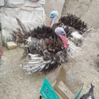 بوقلمون نر گوشتی