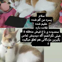 گم شده گربه