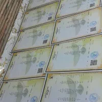 پرنده کبوتر پلاکی نسل شجره دار گواهی دار