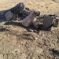 ۱۱۱|سگ|هفدر, |دیوار