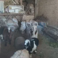 فروش بره اماده قصابی
