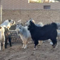 بزغاله دوبر بز میش بره سگ خر