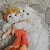 گربه چین چیلا