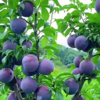 نهال آلو سالم و پربار  مناسب باغ و باغچه|خدمات باغبانی و درختکاری|سلماس, |دیوار