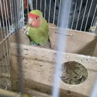 طوطی برزیلی با قفس