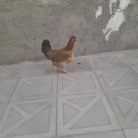 مرغ سالم وسرحال