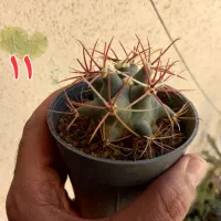 ۱۰ گلدان کاکتوس و گل|گل و گیاه طبیعی|یزد, |دیوار