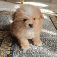 پامر عروسکی