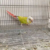 سانچیک بدون تست ردچیک