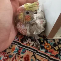 جوجه عروس هلندی آهویی سرلاکی