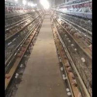 مرغ تخمگذار زیر قیمت بازار