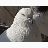 کبوتر هوایی|پرنده|بومهن, |دیوار