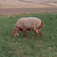 قوچ.گوسفند