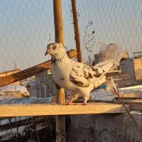 کبوتر گرفتنی پرشی نر و جوجه معاوضه با کفتر پلاکی