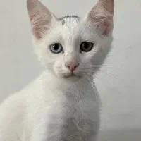 گربه نر|گربه|بندر گناوه, |دیوار