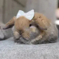 همستر کادویی با لوازم کامل و رنگبندی متنوع