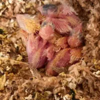 قناری جفت باجوجه|پرنده|مشهد, قائم|دیوار