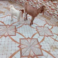 بز‌با‌کهرش